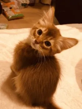 coco 様のお迎えした子猫