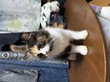 N.O 様のお迎えした子猫