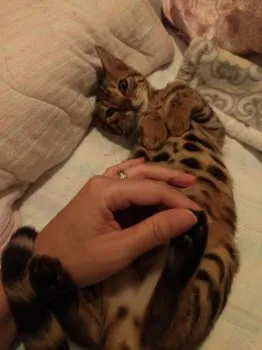 サンゴ 様のお迎えした子猫