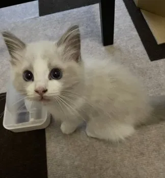 TDS 様のお迎えした子猫