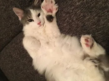 さき 様のお迎えした子猫