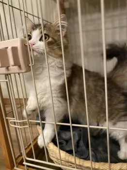 らんちゃんママ 様のお迎えした子猫