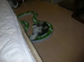 サン君ママ 様のお迎えした子猫