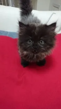 Saya 様のお迎えした子猫