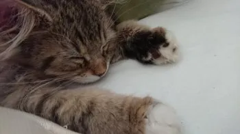 猫と小判 様のお迎えした子猫