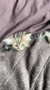ゆめニャン 様のお迎えした子猫