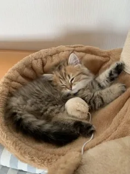 ダッフィ夫婦 様のお迎えした子猫