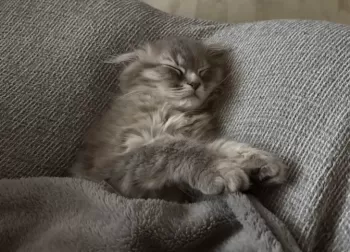 るる 様のお迎えした子猫