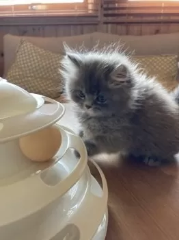 あおママ 様のお迎えした子猫