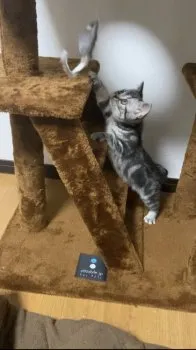 N.A 様のお迎えした子猫