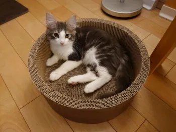 T.Y 様のお迎えした子猫