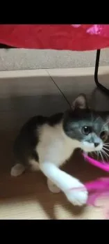 ひろ 様のお迎えした子猫
