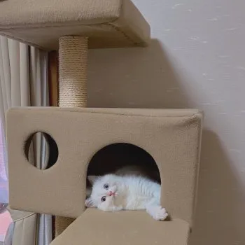 チンチラ 様のお迎えした子猫