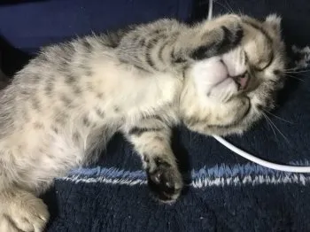 KS 様のお迎えした子猫