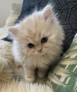 ai 様のお迎えした子猫
