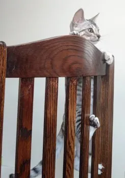 フカザワ 様のお迎えした子猫