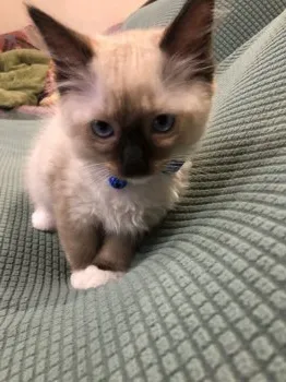 うっちー 様のお迎えした子猫