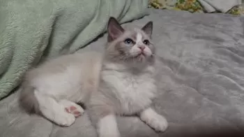 サクラ 様のお迎えした子猫