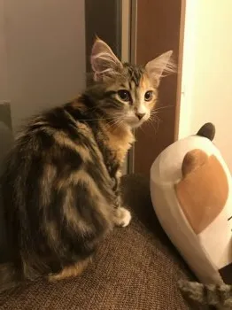 ぺぺ母 様のお迎えした子猫