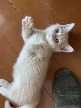M.N 様のお迎えした子猫