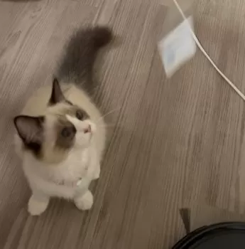 sa 様のお迎えした子猫
