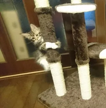A.N 様のお迎えした子猫