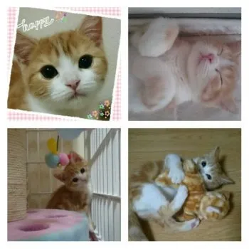 まさ 様のお迎えした子猫