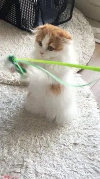 ハム子パパ 様のお迎えした子猫