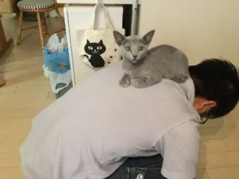 メルママ 様のお迎えした子猫