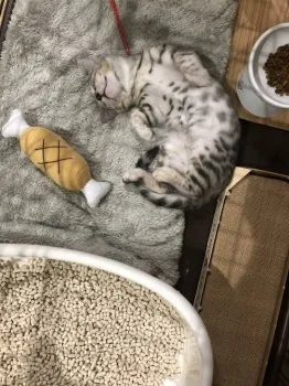 マルメロ 様のお迎えした子猫