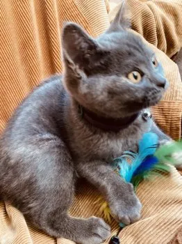 どめとす 様のお迎えした子猫