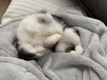S.K 様のお迎えした子猫