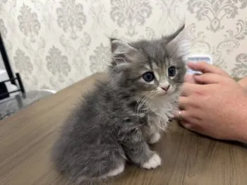 S.N 様のお迎えした子猫