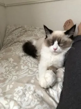 Yasu 様のお迎えした子猫