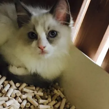 Y・C 様のお迎えした子猫