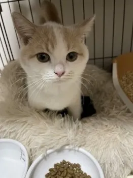 M.T 様のお迎えした子猫