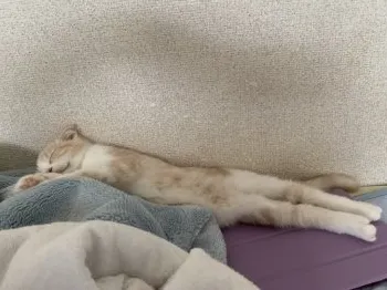 パッチ 様のお迎えした子猫