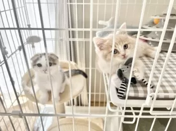 A.A 様のお迎えした子猫
