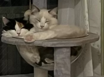 ちい 様のお迎えした子猫