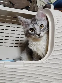 I.N 様のお迎えした子猫