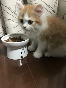 INOINO 様のお迎えした子猫