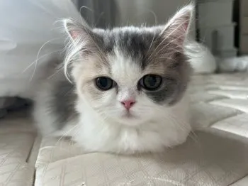 なるちゃん 様のお迎えした子猫