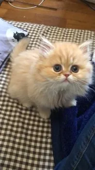 mashushu 様のお迎えした子猫