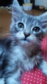 タカィタカ～～ィのパパママ 様のお迎えした子猫