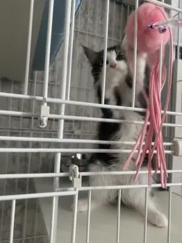 meg 様のお迎えした子猫