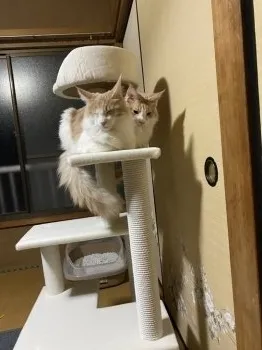Kd 様のお迎えした子猫