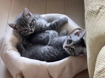 りょうちゃんママ 様のお迎えした子猫