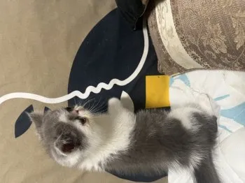 まっち 様のお迎えした子猫