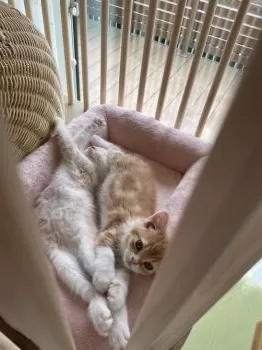 風鈴 様のお迎えした子猫