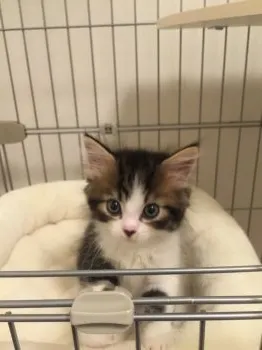 コジローぱぱ 様のお迎えした子猫